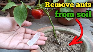 How to get rid of ants from your pots l Save plant from ants organically
