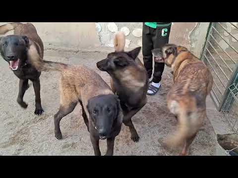 Haita de malinois!