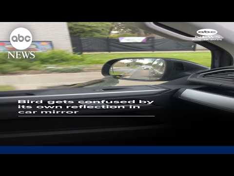 Bird gets confused by its own reflection in car mirror
