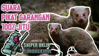 Download lagu SUARA PIKAT GARANGAN 100% PALING  AMPUH. mp3 Download lagu SUARA PIKAT GARANGAN 100% PALING  AMPUH. mp3