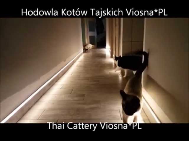 Viosna*PL Thai Cats - Remontowe zabawy
