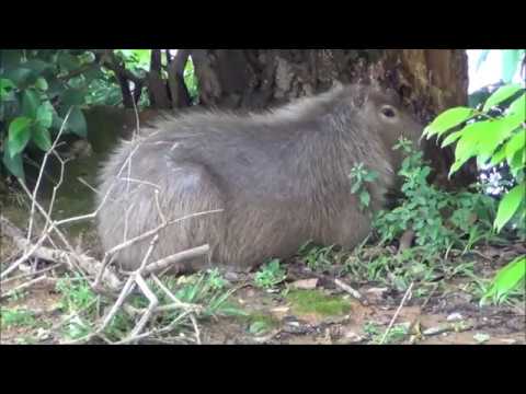 RIO TUBARÃO: O ALENTO DA VIDA.