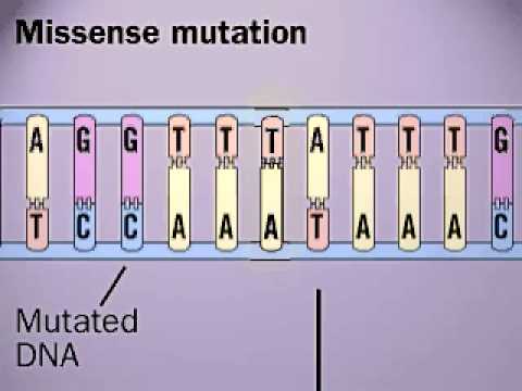 Missense Mutation