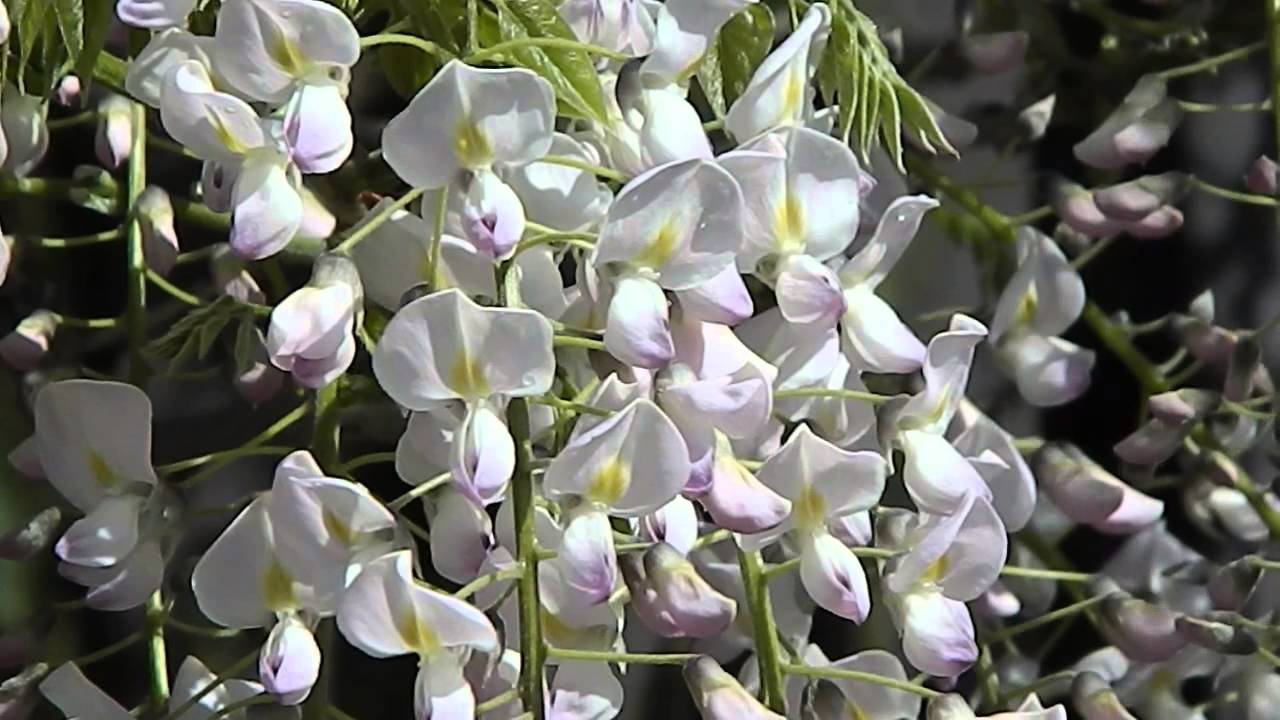 Wisteria floribunda Honbeni
