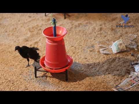download lagu mp3 mp4 Organic Chicken Bangalore, download lagu Organic Chicken Bangalore gratis, unduh video klip Organic Chicken Bangalore