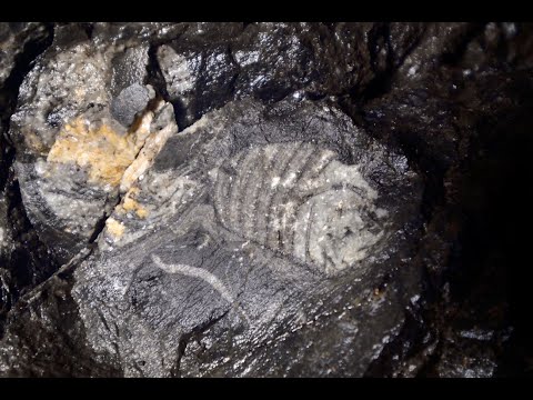 385 Millionen Jahre alte Fossilien in der Russenhöhle