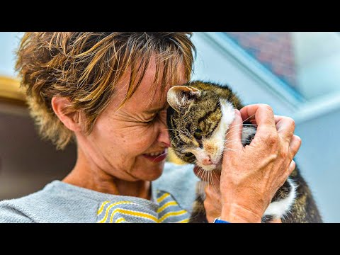 Cat Returns Home After Being Missing For Over A Year, Then Owner Notices Her Stomach