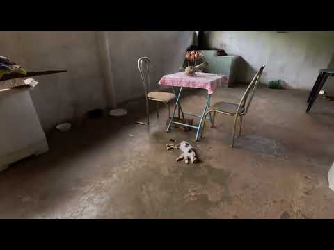 Chácara 12,5 ha à Venda em Vila Boa GO | Escriturada, Pasto Formado | R$ 400 Mil