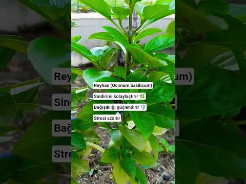 AromatikBitkiler #Itır #Reyhan #Biberiye #ŞifalıBitkiler #NaturalHerbs #Shorts  #nature #gardenlife