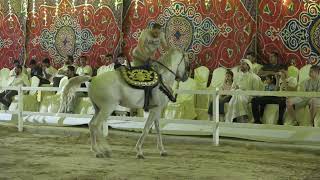 خيل 2