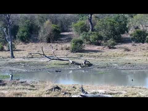 Djuma: Impala herd and two Nyala bulls - 15:18 - 09/03/2022