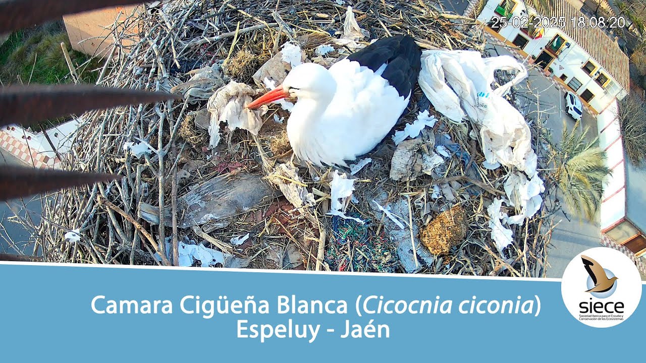 Live webcam view of Nido de Cigüeña Blanca en Espelúy