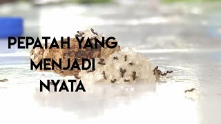 Download lagu BENAR SEKALI || Dimana Ada Gula disitu Ada SEMUT || mp3