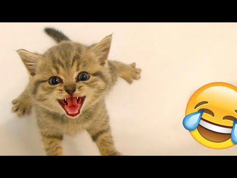 Animali cats video 2022