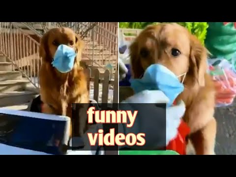Dog funny videos |dog vs ball video | funny dog videos | cute dog videos | police dog training video