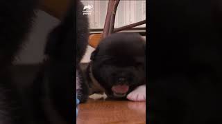 Kira the puppy learns to be assertive around her brothers! | Too Cute! | Animal Planet #shorts by Animal Planet