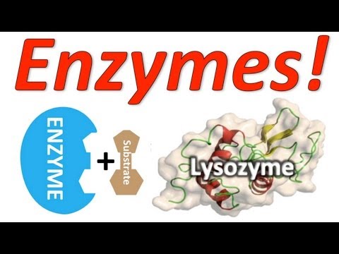 Enzymes: Mr. W's Enzyme Song
