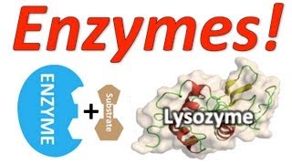 Enzymes: Mr. W's Enzyme Song