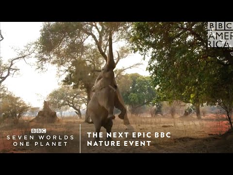 The Next Epic BBC Nature Event | Seven Worlds One Planet Premieres Saturday January 18 | BBC America