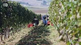 preview picture of video 'A Trip to Basilicata | Euromaxx'