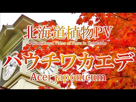 ゴールデンカエデ 植物