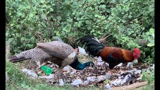Peacocks, Chicken, Goat, Friend and Families