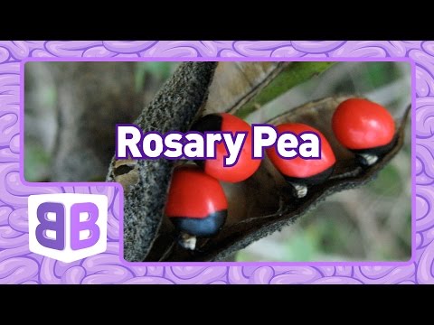 Rosary Pea // Brain Bites