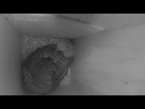 Owlet Won't Let Mom Sleep! | Eastern Screech Owl Nest SOUTH 2022