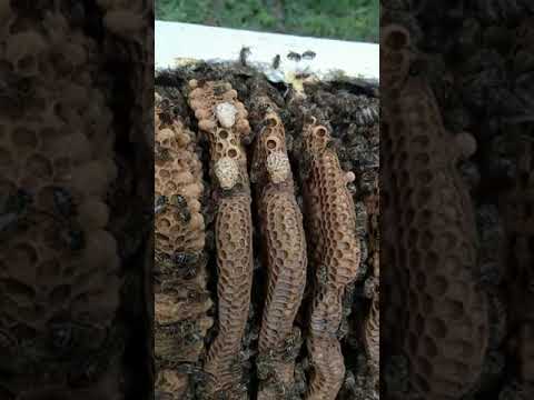 New Beacon School Secrets of the Hive: Queen Bees, Mating Challenges, and Genetic Diversity