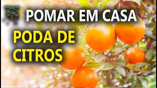 Podas de Citros novos em casa, sem dó rs Plantar em Casa