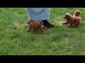 Miniature Poodle dogs for sale: Lucy - Video 1