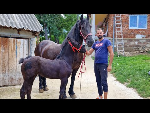 AM TUNS COAMA MÂNZEI FRIZIAN ÎMPREUNĂ CU RĂZVAN