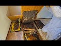 Biggest Hive We Ve Discovered In Years Over 100 000 Bees Inside