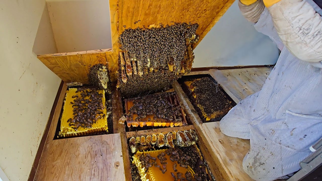 Biggest Hive We've Discovered in Years — Over 100,000 Bees Inside!