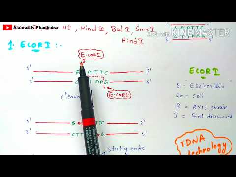 Bt cotton production Bacillus thuringiensis Action of Bt toxin Advantages Cry gene