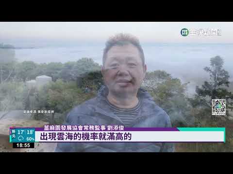 苗栗大湖薑麻園雲海 宛如金黃瀑布傾洩