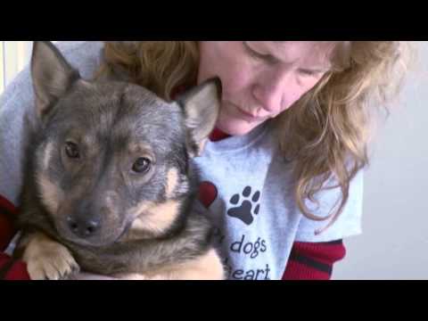 Virginia Dog Prepares for Show, Helps Kids Read
