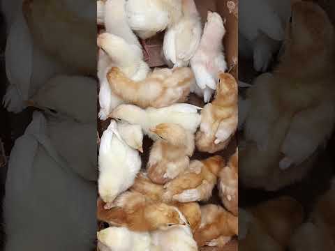 Criatorio São Joaquim Itaporanga PB