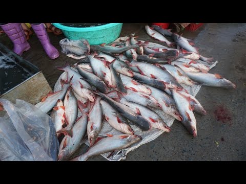 Prek Phnov Early Morning Fish Market Show - Daily Activities of Vendors Buying Fish, Sea Food & More