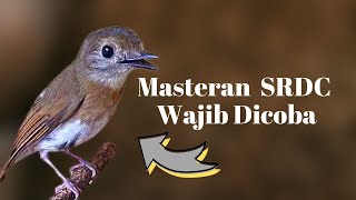 Download lagu MASTERAN SRDC BALI NGEPLONG - srdc bahan auto respon mp3