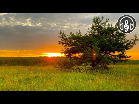 Soluppgång på en vacker sommaräng till morgonfåglarnas sång.