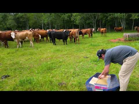 Bossoroca/RS: com Tecnoblock Endek produtor deixa de banhar o gado e melhora ganho de peso.