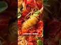 Angel Hair Pasta (in 15 Mins)