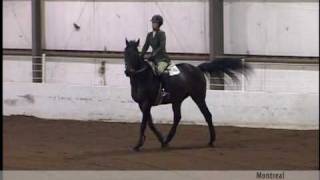 Montreal - Champion CH/AA Jumper for Sale