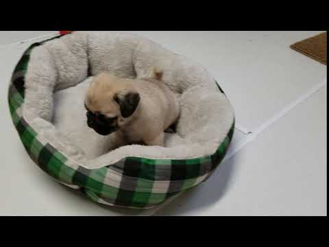 Muffy the pug playing in her bed.