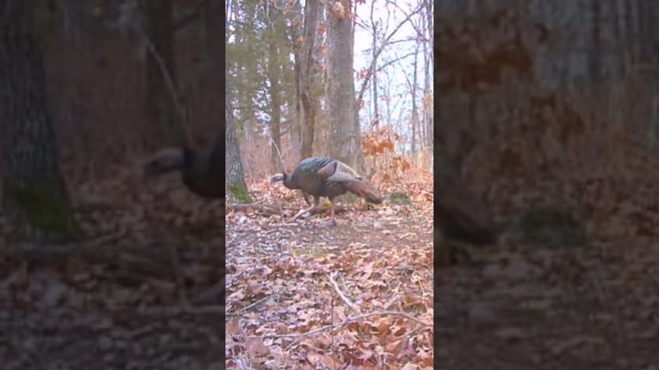 Turkey Steps on My Coyote Trap #missouri #trapping #coyote #turkey