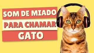 SOM para ATRAIR GATOS | Miado de Gato Chamando Outro