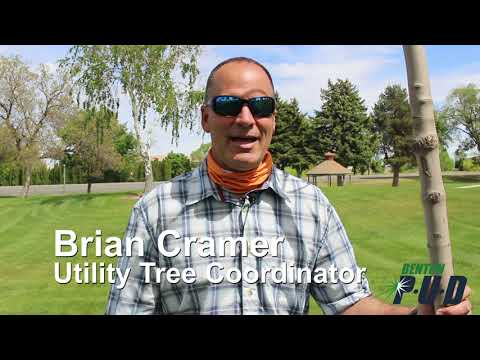 Hot Wire Benton Pud Tree Program