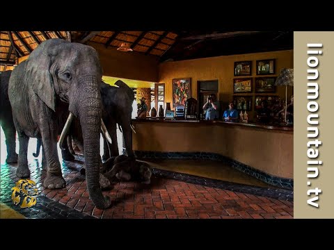 The Safari Lodge Where Elephants Are Welcome