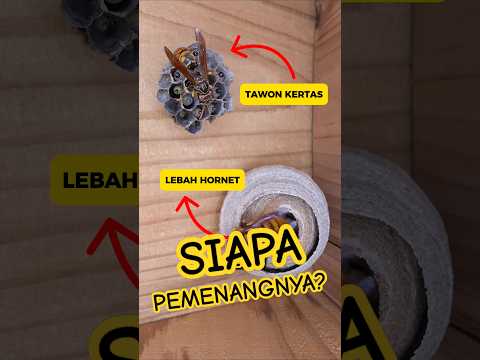 Pertarungan Dua Ratu Lebah ! Hanya Satu Selamat 😱